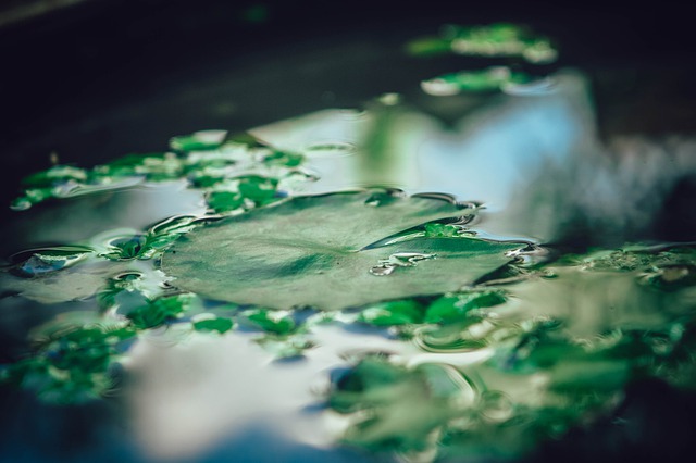 浮萍-duckweed-g7b76504dc_640.jpg