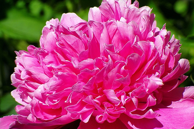 牡丹-peony-pink-g82e1205bf_640.jpg