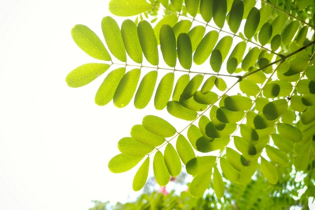 立夏-夏天-植物-pexels-midhun-bs-1044320.jpg