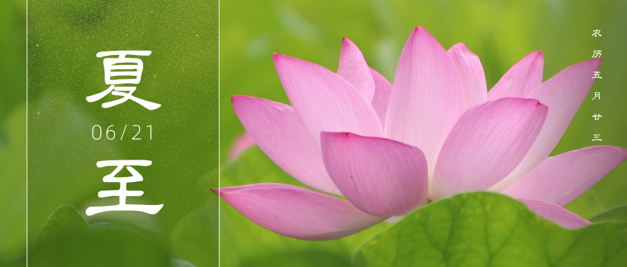 绿粉色荷花特写照片中式节气节日分享中文微信公众号封面.png